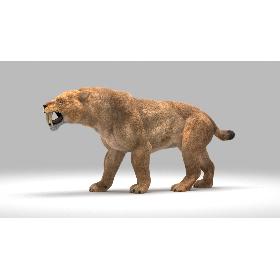 Smilodon Populator 3D model